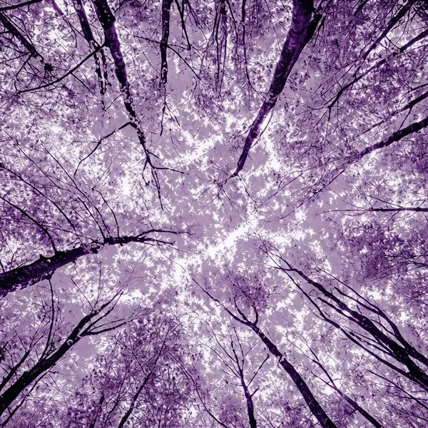 iso 14001 lead auditor 2x