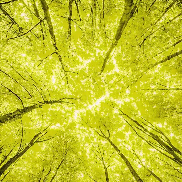 iso 14001 lead implementer 2x